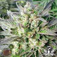 Emerald Triangle Seeds Grapefruit Krush